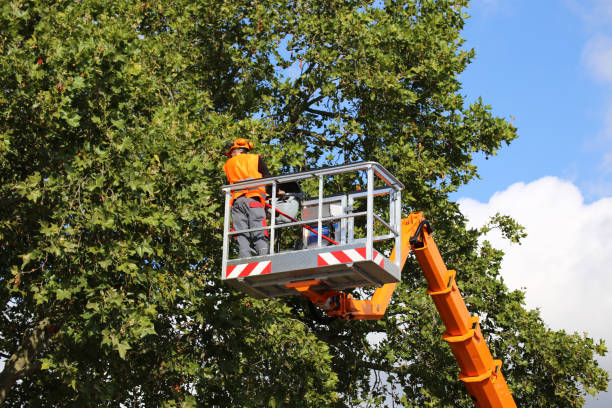 Best Lot and Land Clearing  in Dundas, MN