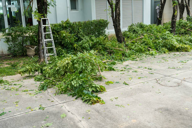 Best Utility Line Clearance  in Dundas, MN