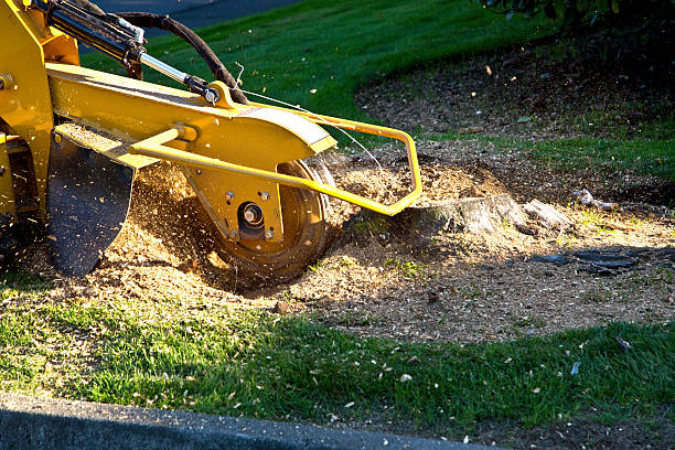 Mulching Services in Dundas, MN