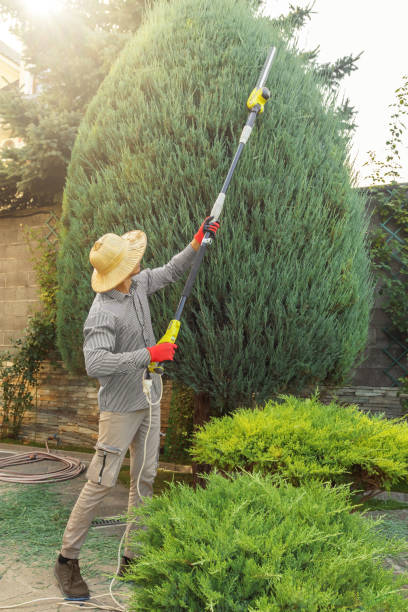 Best Commercial Tree Services  in Dundas, MN